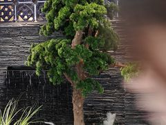 -大榕树下顺德菜(融创茂店)
