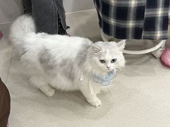 -共舞时光猫咖·狗咖(新街口店)