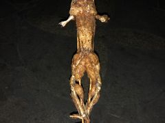 -龙虾风暴(松江店)