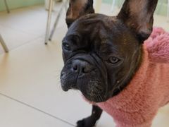 -怪兽屋·羊驼·猫咖·狗咖(俊华广场店)