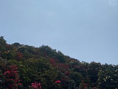 -贵州百里杜鹃风景名胜区