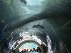 -新加坡水上探险乐园