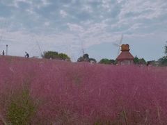 -杭州湾海上花田景区