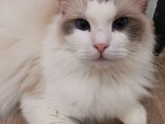 -酷豆宠物咖啡·宠物美食·撸猫馆