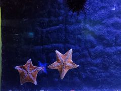 -北戴河圣蓝海洋公园