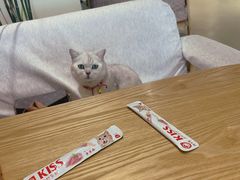 -藏猫猫咖啡主题馆(中央大道店)