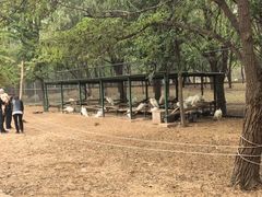 -秦皇岛野生动物园