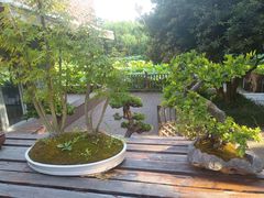 -陈家山荷花公园