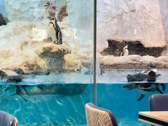 -帝企鹅自助餐厅•儿童岛•真企鹅(长隆企鹅酒店)