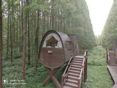 -黄海国家森林公园