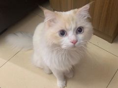 -喜多萌中农锦绣动物医院24H·猫科·牙科MRI·CT
