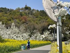 -苏州上方山国家森林公园