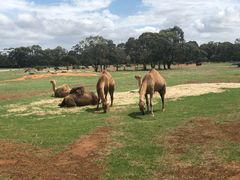 -威勒比开放式动物园