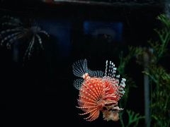 -芽庄珍珠岛游乐园