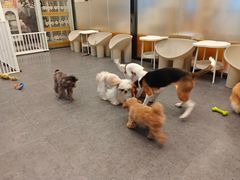 -有喵·猫咖·狗咖·30几只猫10只小狗(岗厦店)