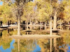-金塔沙漠胡杨林景区
