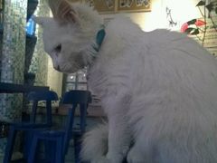 -Sirena海妖日咖夜酒