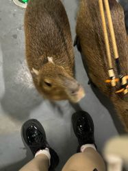 -Zoolung Zoolung动物主题公园(海信广场店)