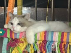 -宠颐生宠物医院·异宠猫科内科·诊疗中心宠巢店