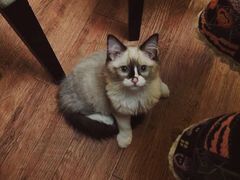 -猫色咖啡·猫咖
