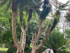 -中国科学院西双版纳热带植物园