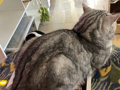 -平行世界·猫咖(首经贸店)