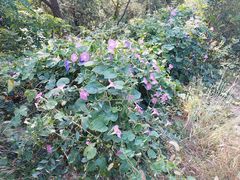 -北京西山国家森林公园