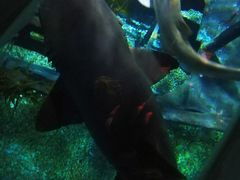 -暹罗海洋世界