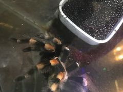 -上海大自然野生昆虫馆(东方明珠·爬宠昆虫探索中心)