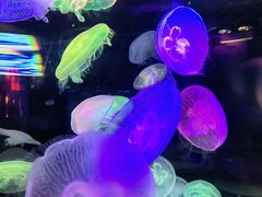 -太平洋海底世界