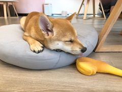 -浣熊柯尔鸭土拨鼠·电玩咖