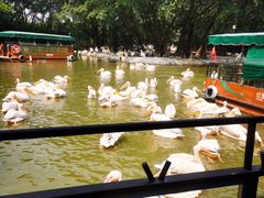 -广州长隆飞鸟乐园