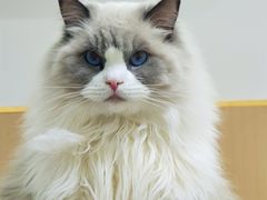 -鼓捣猫呢主题猫咖店