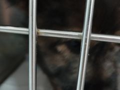 -乐派堂宠物医院·猫友好· 心脏科(东街店)