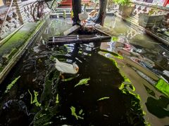 景观位-优之名鹅城