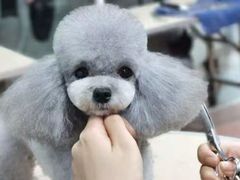 -鑫艺宠物美容培训学校