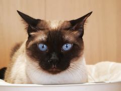 -CAT’S MEWSTAR CAFE·喵星球猫屋(晴湾咖啡店)