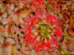 -白塘生态植物园
