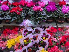 -大自然花鸟鱼虫市场