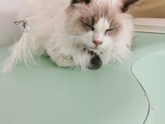 -猫在这儿猫咪咖啡馆·撸猫馆