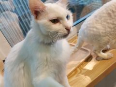 -Heymao猫咖.咖啡厅(东门店)