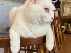 -有猫主题·治愈系猫咖(曾厝垵店)