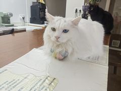 -有猫主题·治愈系猫咖(曾厝垵店)