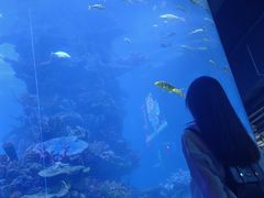-海合安武汉极地海洋公园