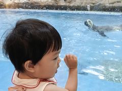 -帝企鹅自助餐厅•儿童岛•真企鹅(长隆企鹅酒店)