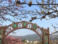 -香雪海