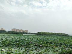 -丁香湖公园