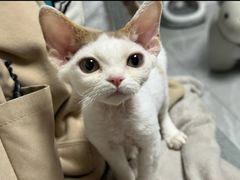 -山宅一喵德文卷毛猫舍