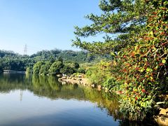 -深圳仙湖植物园