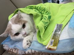 -万博宠物医院·手术·诊疗(未央凤城五路店)